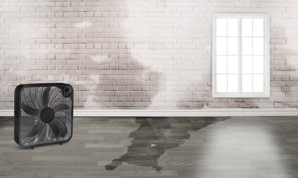 Best Basement water damage restoration  in Coraopolis, PA